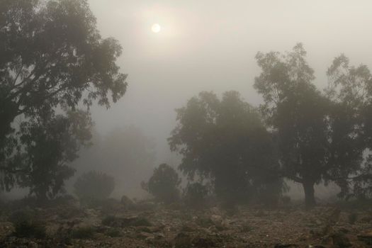 Eucalyptus forest covered by fog in the morning