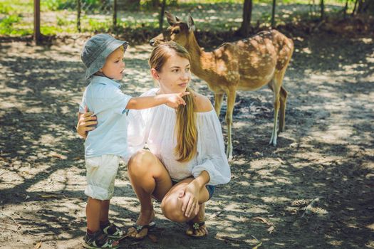 Mother and son feeding beautiful deer in a tropical Zoo