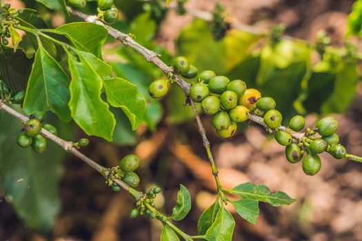Unripe coffee beans on stem in Vietnam plantation