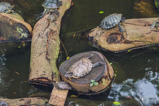 Western pond turtles enjoying the sun