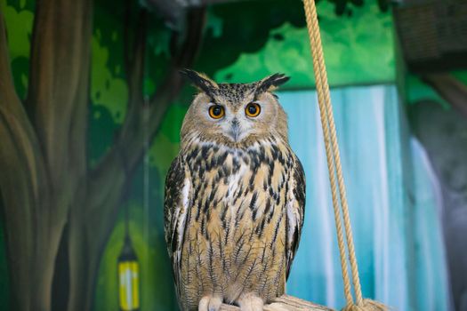 An owl staring at zoo visitors