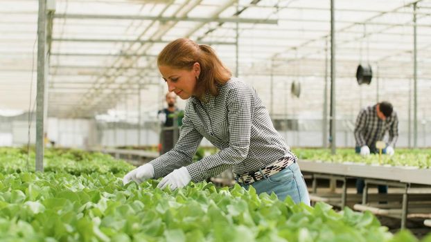 Agronomist buinesswoman checking cultivated organic salads