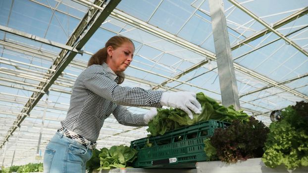 Woman agronomist worker harvesting organic salad