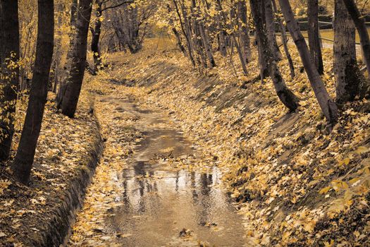 Autumnal Creek