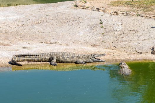 A nile crocodile, Crocodylus niloticus, with open mouth, at a crocodile farm near Paarl