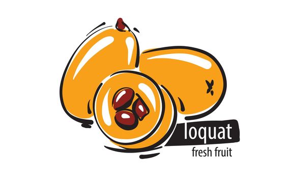 Drawn vector loquat on a white background