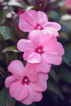 pink flower New Guinea impatiens