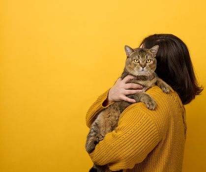 a woman in an orange sweater holds an adult Scottish Straight cat on a yellow background. Love to the animals