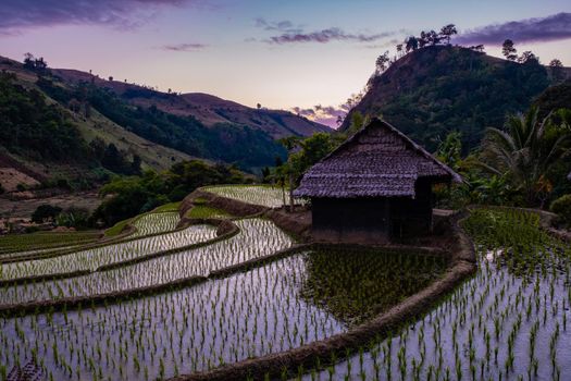 rice fields in Northern Thailand, rice farm in Thailand, rice paddies in the mountains of Northern Thailand Chiang Mai Doi Inthanon