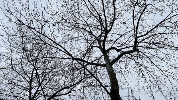 leafless tree silhouette in winter season