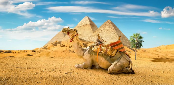 Camel and the Pyramids