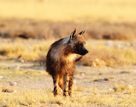 Kalahari wildlife  Pictures