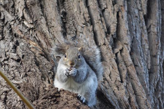 Squirrel sits on a willowtree eating a peanut