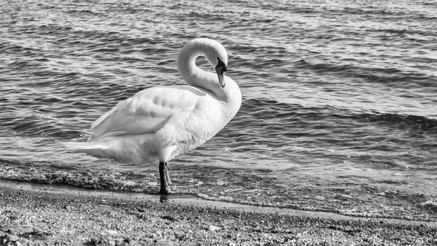 Beautiful white swan on the lake Bracciano, Italy