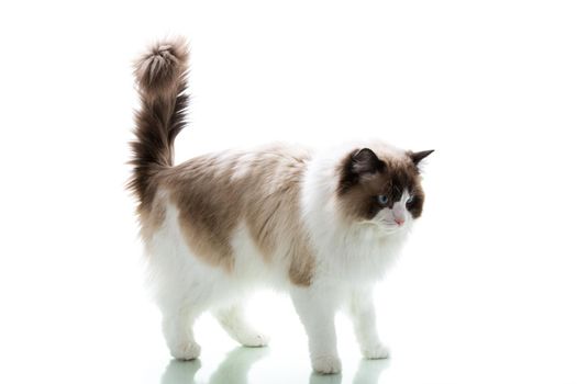 Beautiful adult fluffy Ragdoll cat on white background