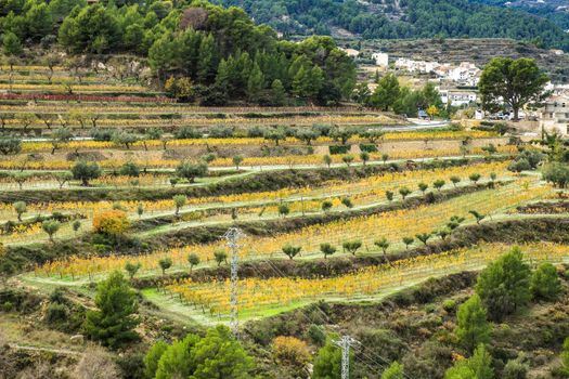 Colorful Vineyard plantation in the mountain in Guadalest village, Alicante, Spain