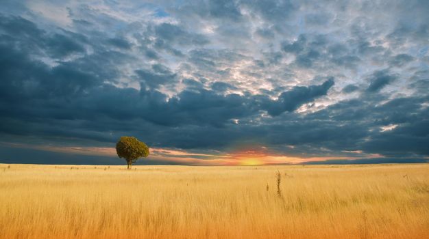 Beautiful Tranquil Nature Background.Amazing Rural Scene.Art Design.Creative Photography.Conceptual Photo.Fantasy Art.Artistic Wallpaper.Yellow Color.Golden Wheat Field at Sunset.