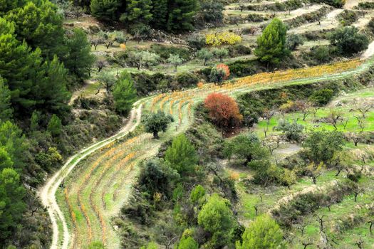 Beautiful Vineyard and almonds plantation in Guadalest village, Spain