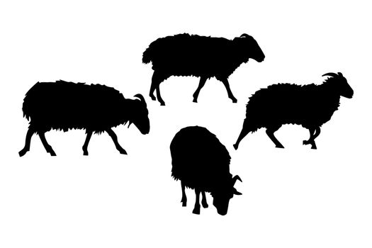 Sheeps silhouettes set isolated on white background. Farm animals.