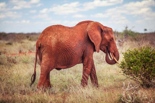 African bush elephant, (loxodonta africana) red from dust feeding on a bush. Tsavo East national park, Kenya.