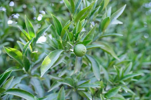 Lime fruit growing on a tree, green citrus foliage