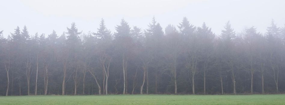 bare trees in fog with dark forest in the background give mysterious atmosphere