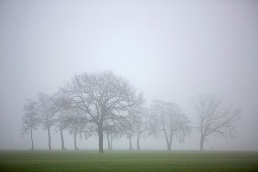 silhouette of winter trees in mist and green meadows in the netherlands