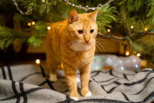Ginger cat under Christmas tree. Christmas and New year concept. Funny pet under natural festive spruce and pine for New Year and Christmas eve. Cozy home with decorations for New Year celebration