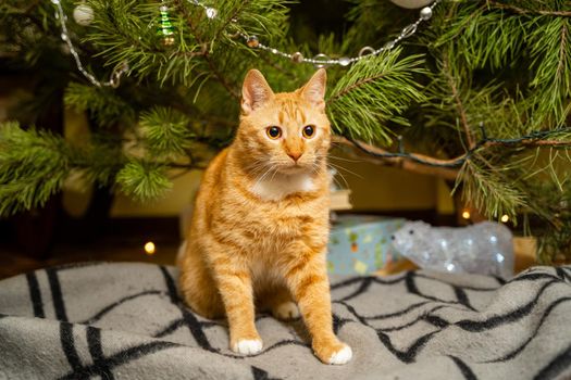 Happy Ginger cat sits on plaid under Christmas tree with festive decorations on New Year's Eve. A pet enjoys under pine tree at home on bedspread in the evening. Seasonal Christmas coziness with cat