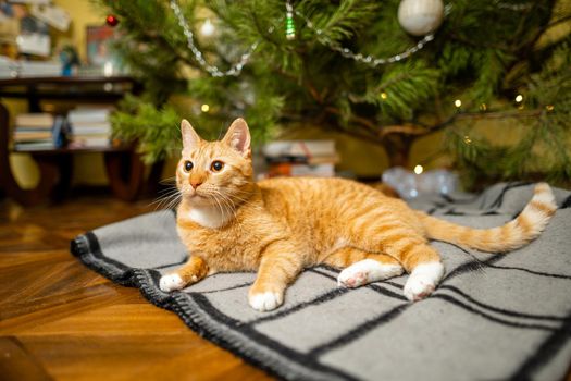 A beautiful red-white cat sits on a bedspread under the Christmas tree in the evening on New Year's holidays. Pet theme cozy christmas eve home. Cat on a blanket under a pine tree at home