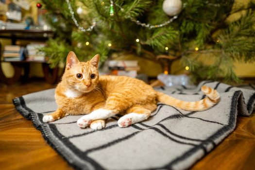 Happy Ginger cat sits on plaid under Christmas tree with festive decorations on New Year's Eve. A pet enjoys under pine tree at home on bedspread in the evening. Seasonal Christmas coziness with cat