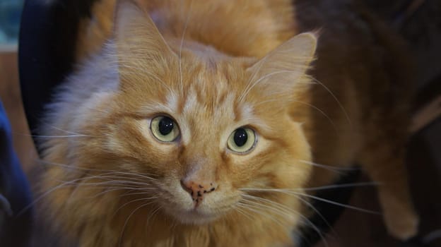 Ginger cat, cat face close up. High quality photo
