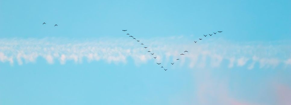Flock of wild birds flying in a wedge against blue sky with white and pink clouds in sunset