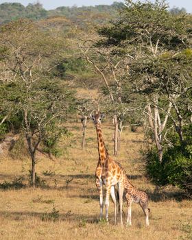 Baringo Giraffe, Giraffa camelopardalis
