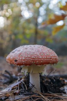 Red fly agaric or toadstool in the grass. Amanita muscaria. Toxic and poisonous mushroom muscimol. The photo was taken against the background of a natural forest. Forest mushrooms.