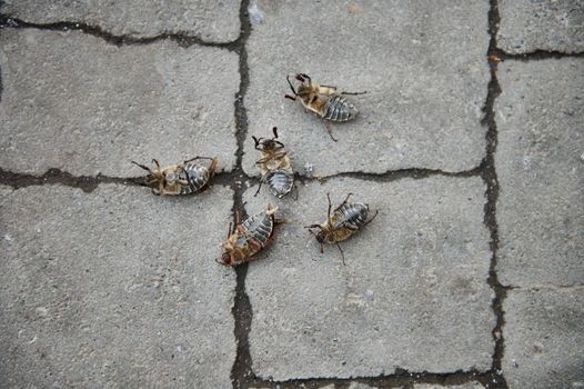 May beetles upside down and lying on their backs on a gray block