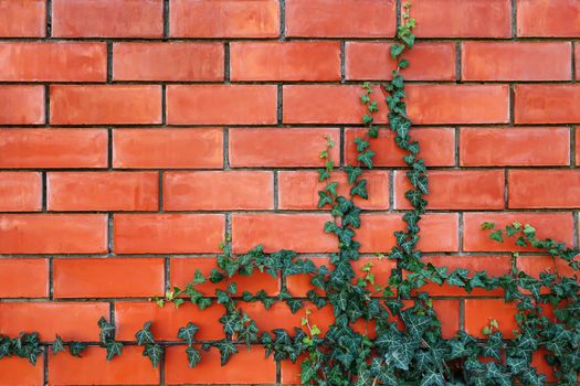 ivy plant on a red brick wall.