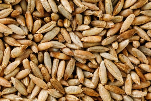Natural oat grains background, closeup. vegetarian food