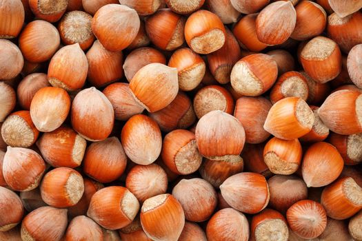 Dried unshelled hazelnuts seeds of Whole nuts as background