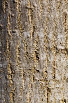 Bark of a tree, trunk, texture, vertical