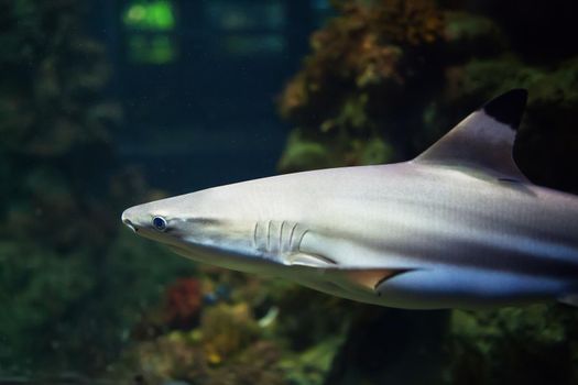 Blacktip Reef sharks swimming in tropical waters over coral reef