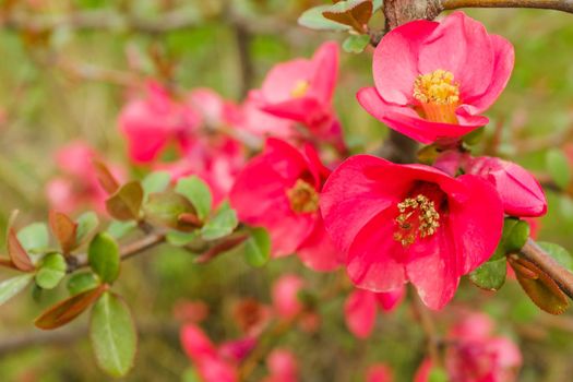 red dog-rose flower background