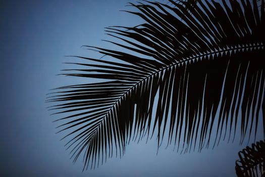 Palm tree background black and white shadow silhouette beautiful leaf coconut on beach nature blur dark branch pattern on day at tropical, vintage, summer holiday