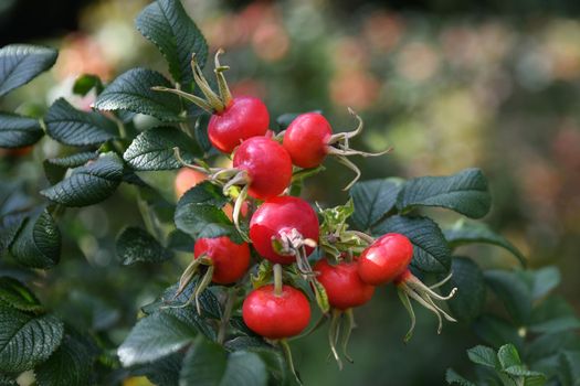 Red rose hips hanging on a branch at autumn
