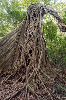 Tangled Fig Tree and tree trunks, Rincon de la Vieja, Province, Costa Rica