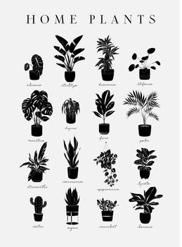 Poster linear home plants black