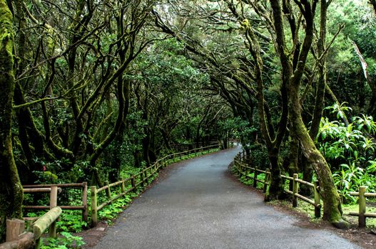 Path in Garanojay Natural Park, La Gomera island, Spain