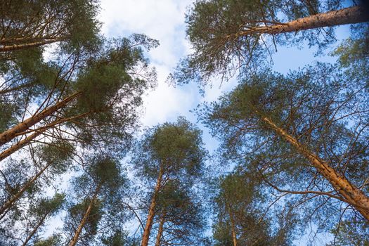 Looking up forest perspective.Tall pine trees against blue sky seen from the ground.Bottom view of tall old trees in evergreen primeval forest of nature reserve.scenic view of very big and tall tree