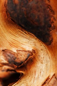 Natural Bonsai snag trunk close-up wood texture