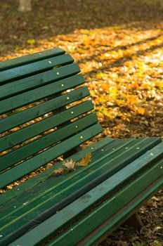 Bench in the autumnal park